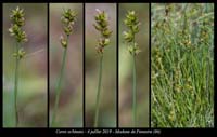 Carex-echinata10